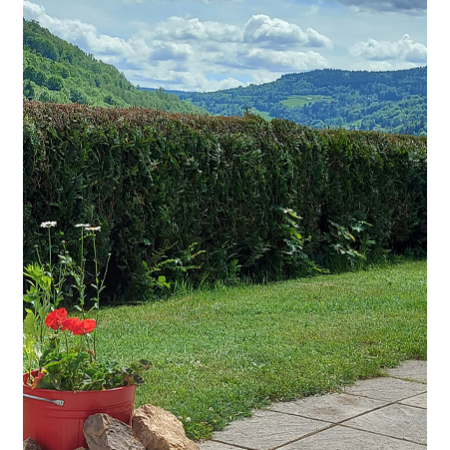 12 Chamois bloemen 12 Chamois bloemen